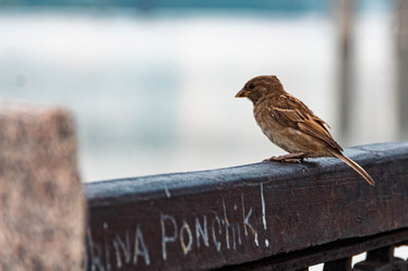 Similar image 21805067