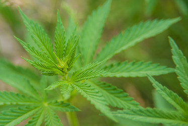 Similar image 21805906