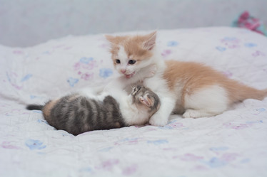 Similar image 21805917