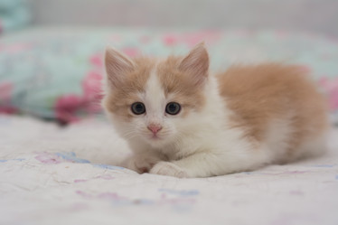 Similar image 21807158