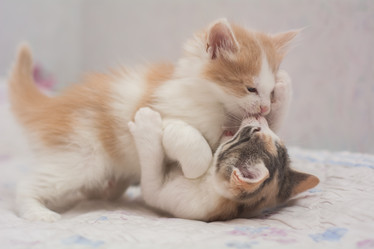 Similar image 21807161