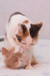 Similar image 21807162