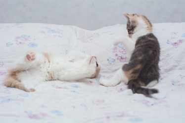 Similar image 21807163