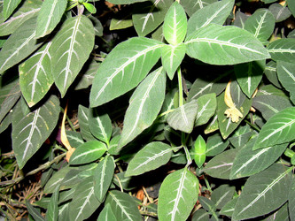 Similar image 21806406