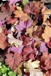 Similar image 21807067