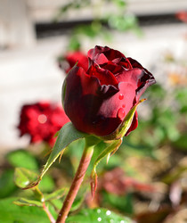 Similar image 21807209