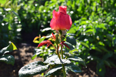 Similar image 21807210