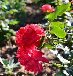 Similar image 21807213