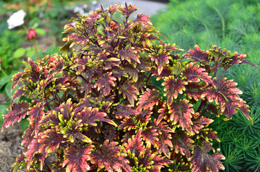 Similar image 21807216