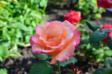 Similar image 21807227