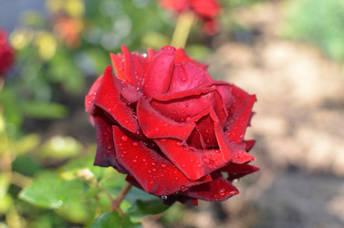 Similar image 21807228