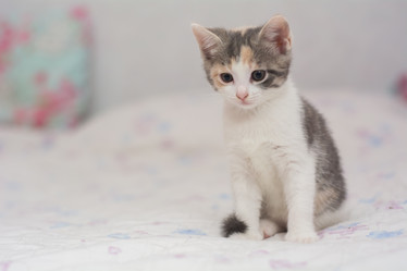 Similar image 21807782