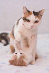 Similar image 21807784