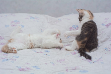 Similar image 21807785