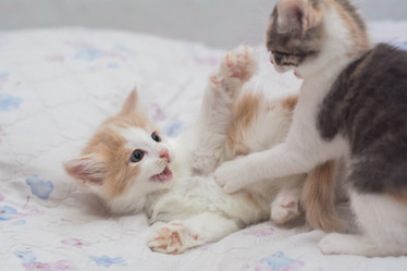 Similar image 21808540