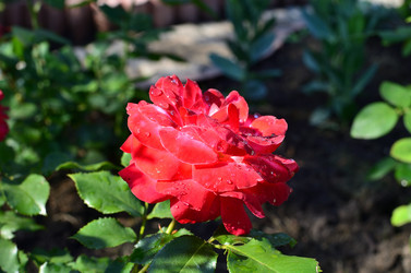 Similar image 21807941