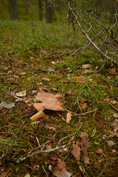 Similar image 21808415