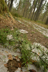 Similar image 21808419