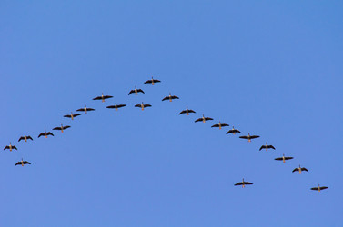 Similar image 21808637