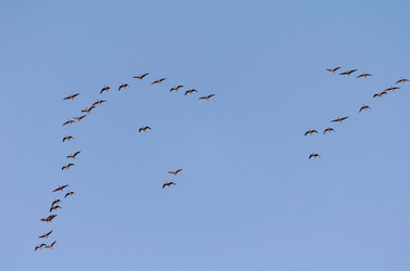 Similar image 21808642