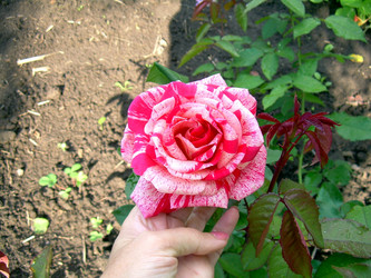 Similar image 21808921