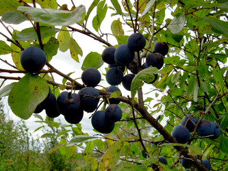 Similar image 21809474