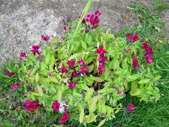 Similar image 21809481