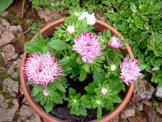 Similar image 21809504