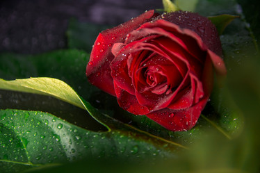 Similar image 21809537