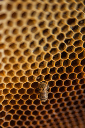 Similar image 21809538