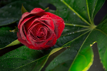 Similar image 21809539