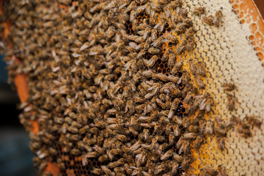 Similar image 21809545