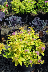 Similar image 21809095