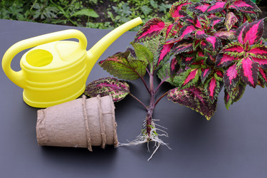 Similar image 21809097