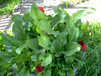 Similar image 21809622