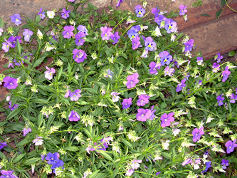 Similar image 21809770