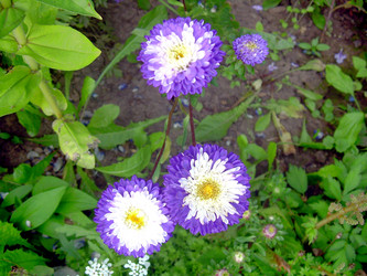 Similar image 21809774