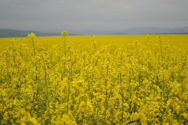 Similar image 21810884