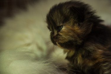 Similar image 21812550