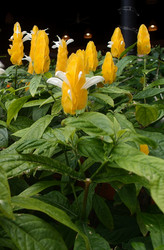 Similar image 21809871