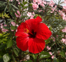 Similar image 21809879