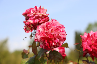 Similar image 21812244