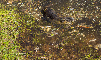 Similar image 21811936