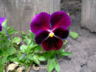 Similar image 21812870