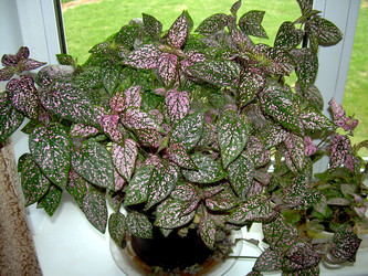 Similar image 21812902