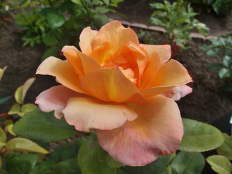 Similar image 21813241