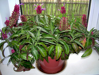 Similar image 21813635