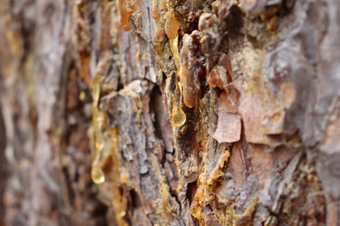 Similar image 21813266