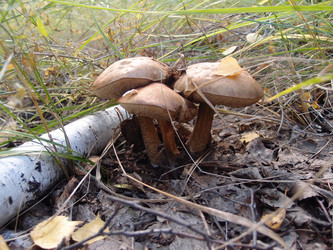 Similar image 21814000