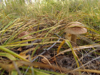 Similar image 21814001